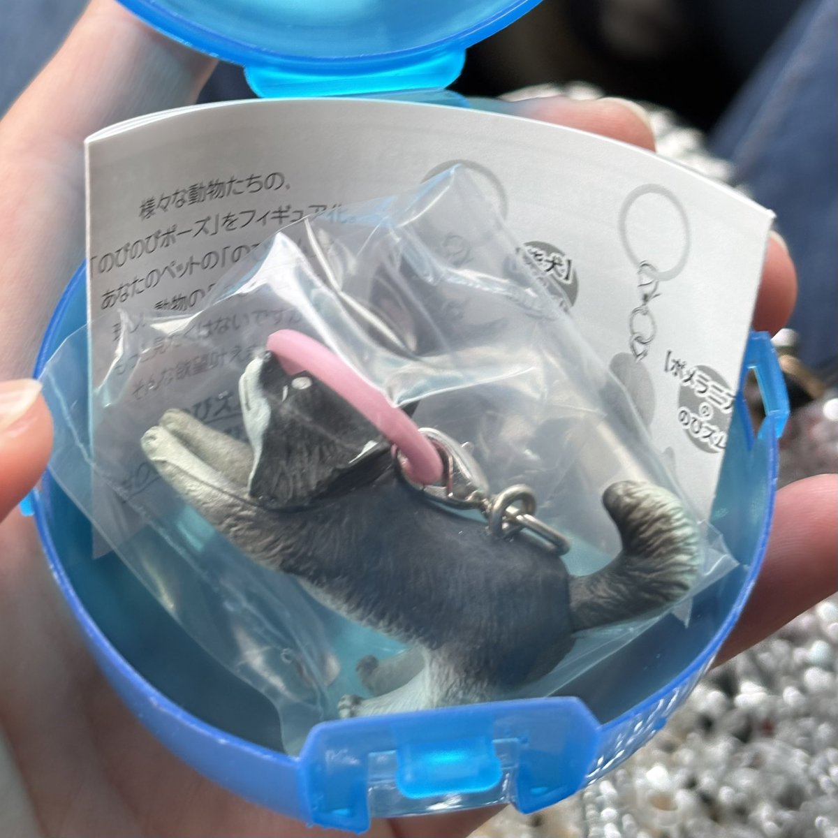 ppp_taro0's tweet photo. Nobism のびズム めじるし 交換

譲　ポメラニアン チワワ
求　定価＋送料

郵送でのお取引希望です
お気軽にお声がけください！ https://t.co/U19KtpQUrx