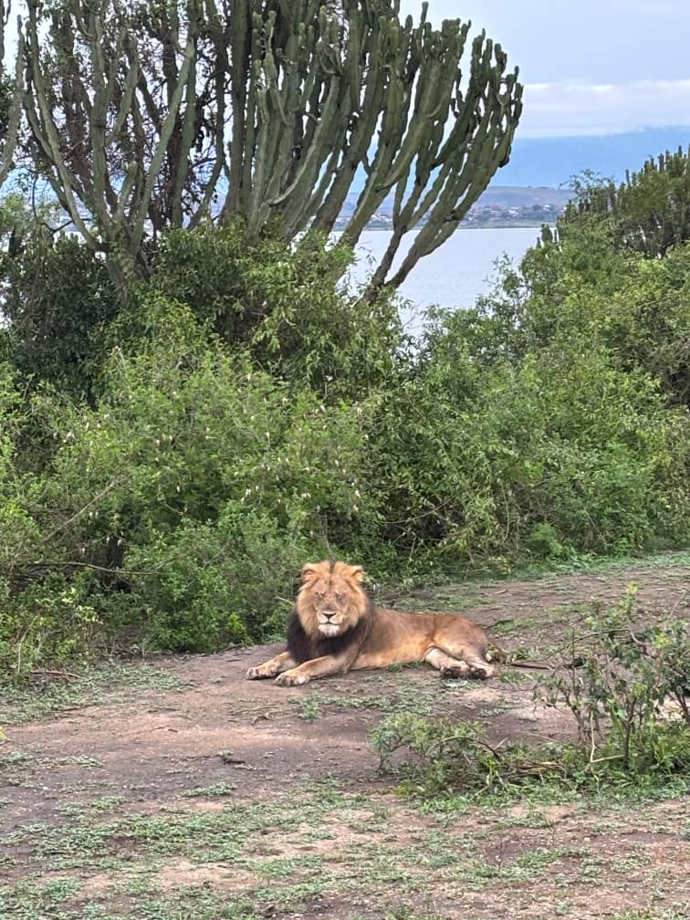 ChigoTours's tweet photo. Morning views don't get much better than this! 🦁🙂🇺🇬 #VisitUganda https://t.co/lyM0wQQElR