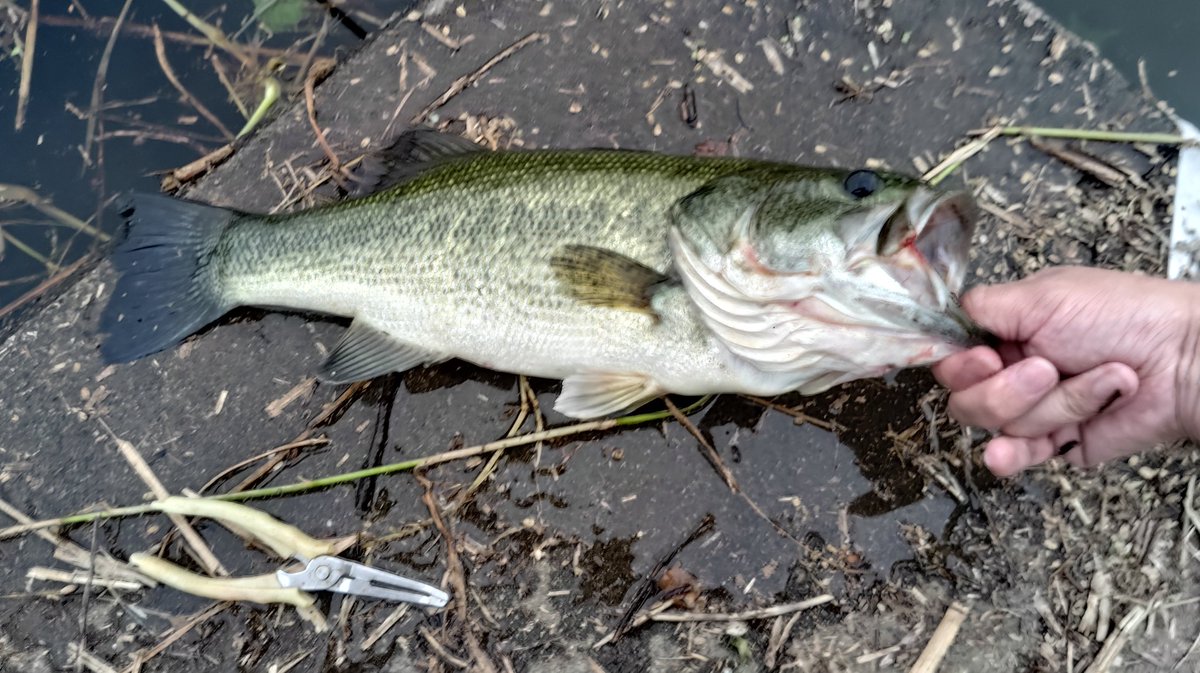 sro39tr_fish's tweet photo. ヘイジツコソコソフィッシング
入鹿池
17:15~18:30　
1フィッシュ
でかいのつれた！うれしい！！
プライヤーが15cmなので40~43くらい(AI分析)(スケール持ってなかった)
うれしー！！ https://t.co/gOhnBcEiS2