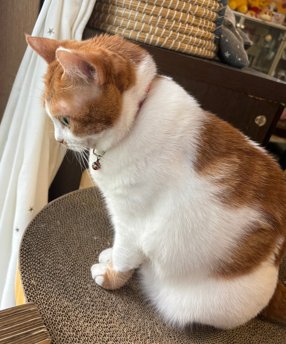 ニャルソック 直接受け渡し 今日のニャルソック😸 #猫好き #猫好きさんと繋がりたい #猫のいる幸せ