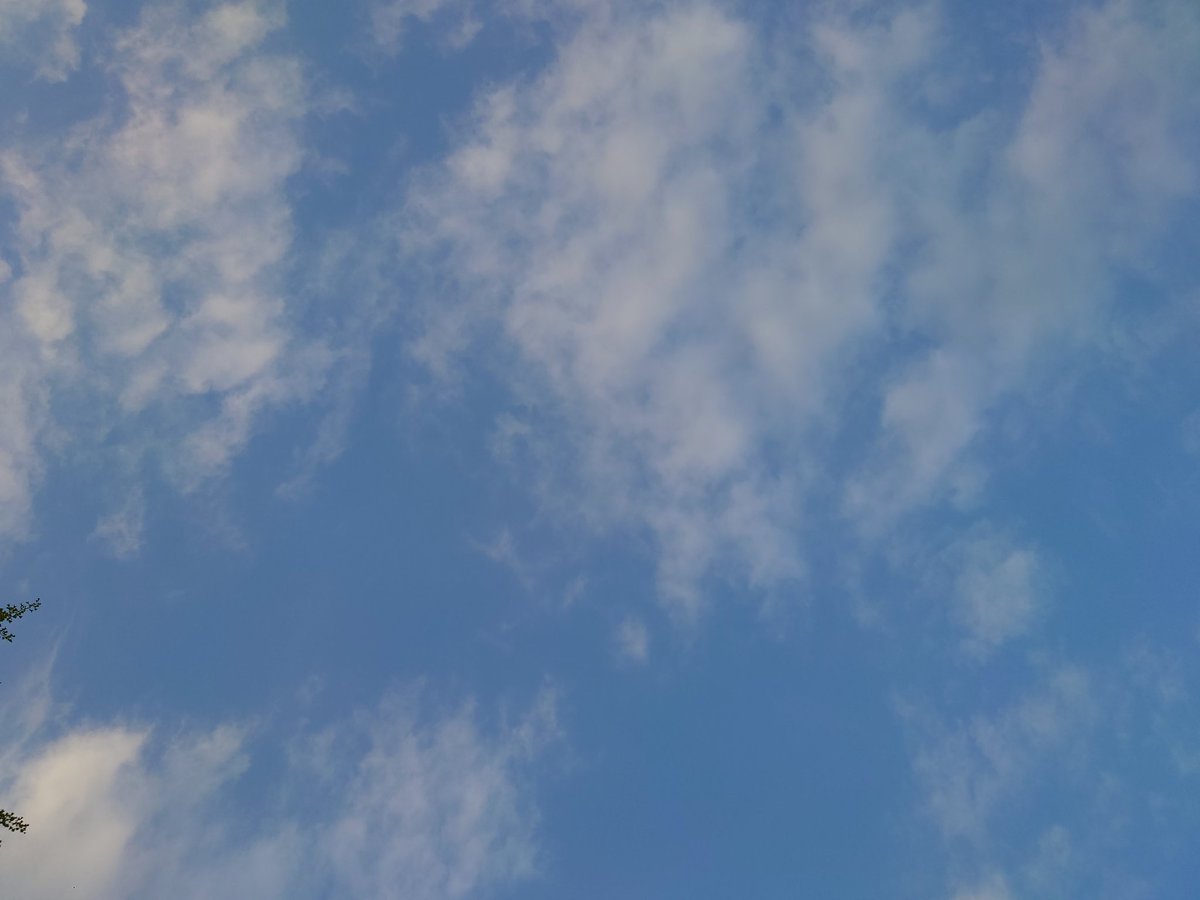 yyinonono's tweet photo. 今日は先代犬ハルの七回目の命日。ちょっといいお花を供えて、晩年これだけは食べてくれたご飯とミンチだけのハンバーグを朝から作ってお供えした。会いたいな。あの子に触りたい。
#犬 https://t.co/omwZx5y97w