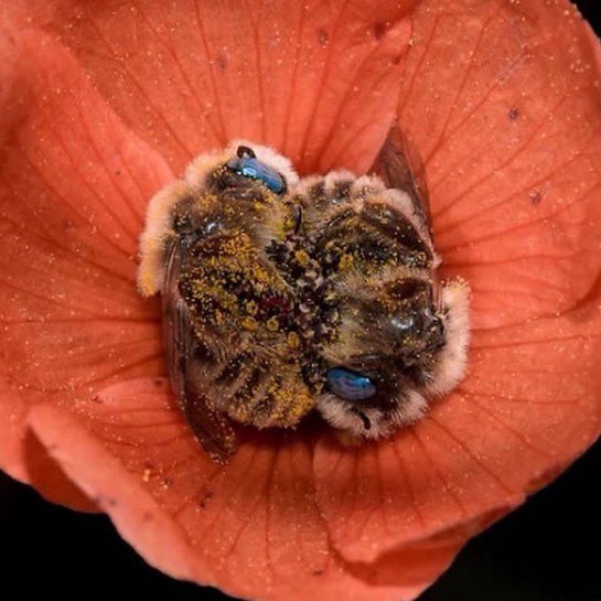_rusticdaydream's tweet photo. two bumble bees sleeping in one flower https://t.co/L4hyABNJTs