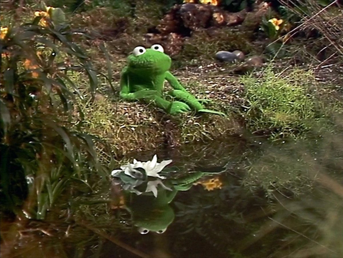 Autisto_Eth's tweet photo. every chain deserves a frog runner  
what's better than Robin the frog on the robin chain? 
 Higher

0x75e7a6aEc1104dA979ADeb3757F892e430e37c60 https://t.co/WkOO6D8Oyt