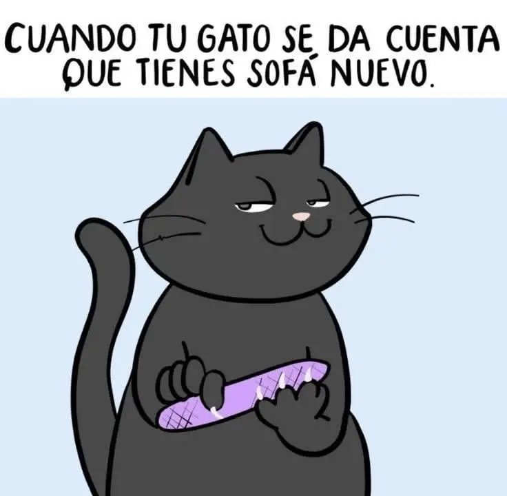 gatuna_Pilar_2's tweet photo. "Es un detalle... "😸😸😸 https://t.co/qA8MuWQah6