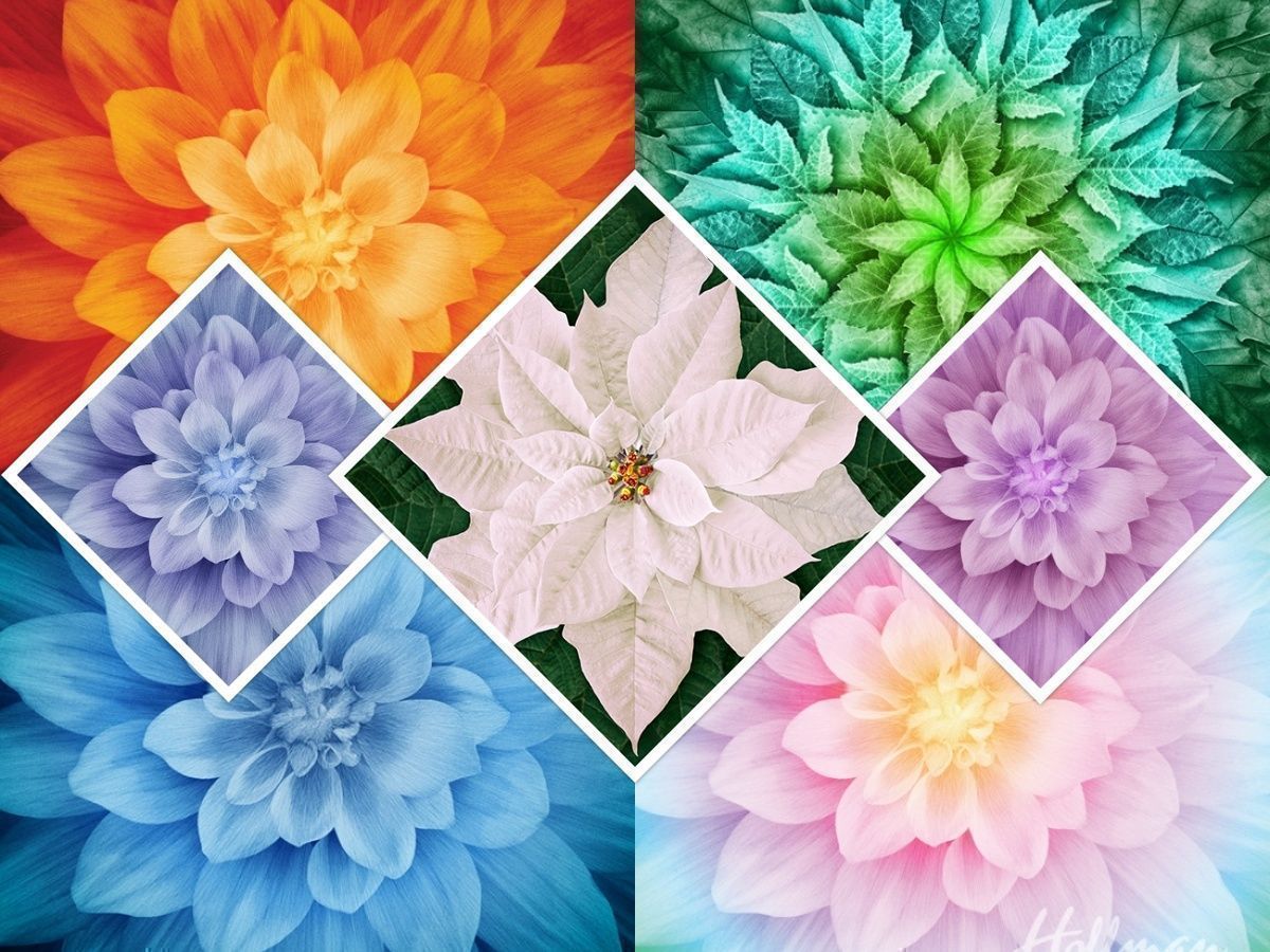 howarths63's tweet photo. Wow check out these #Stunning #DreamBig #Poinsettia & #Dahlias Hoffman Spectrum #DigitalPrint, #Beautiful #Floral #FabricPanel, #QuiltingCotton - #breathtaking #Quilting #sewing https://t.co/Eau4KNUXDd https://t.co/gq1JSpkCvU