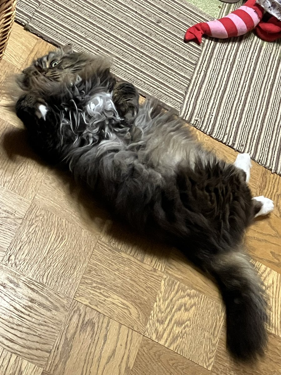 rika_neko1's tweet photo. 暑さで猫が変な格好してる https://t.co/Kn3YAIFsTe