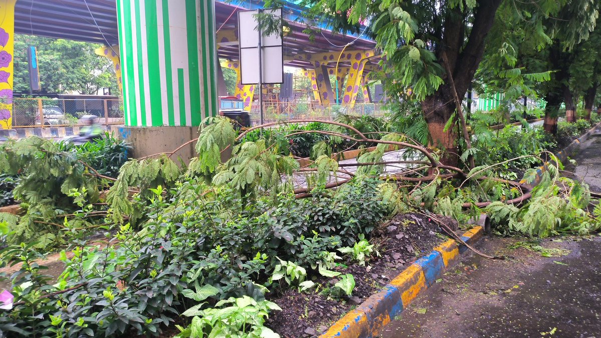 prashantorders's tweet photo. @TMCaTweetAway  Near korum mall footpath tree fell from yesterday. Kindly clear that. Public getting difficulties walking on the footpath.. https://t.co/4KL1C8Q49z