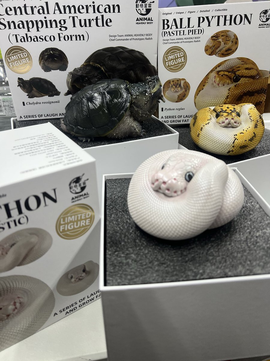 animal2023jp's tweet photo. 7/11-12東京レプタイルズワールド🎉　

╰(*´︶`*)╯♡特別販売品の紹介

PLUSサイズでございます。

東レプとワンフェスも販売しますが、
販売数『極少』のため、欲しい方が早めに来てくださいね(〃ω〃)

ぜひ、遊びに来てください♪ https://t.co/BO2DUUWlLT