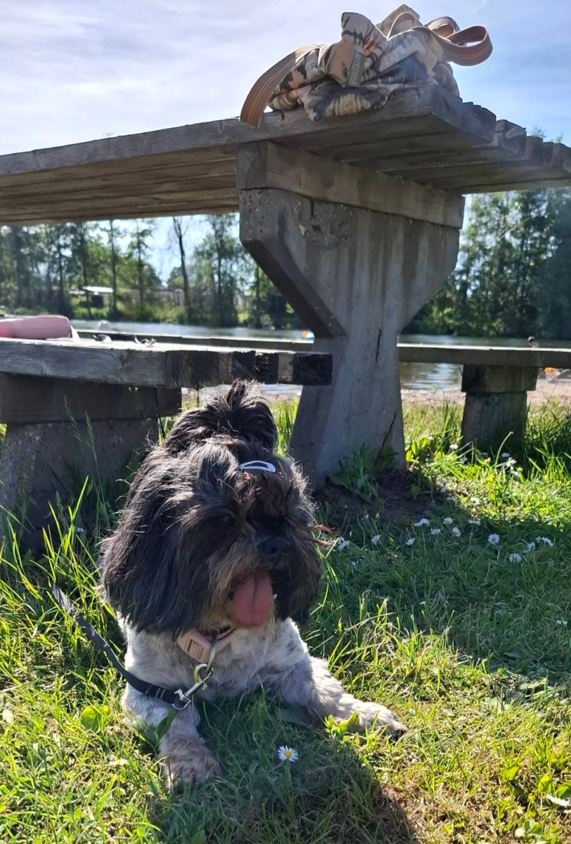 DCAchterhoek's tweet photo. Een update om van te smelten!  
Drie jaar geleden vond Lady haar gouden mand. En sindsdien zijn ze onafscheidelijk. Lady geeft bakkenvol liefde en krijgt die ook volop terug. Vrienden en bekenden zijn dol op haar en ook op straat weet ze overal harten te veroveren.
Veel geluk ! https://t.co/YNMjg5b5lS