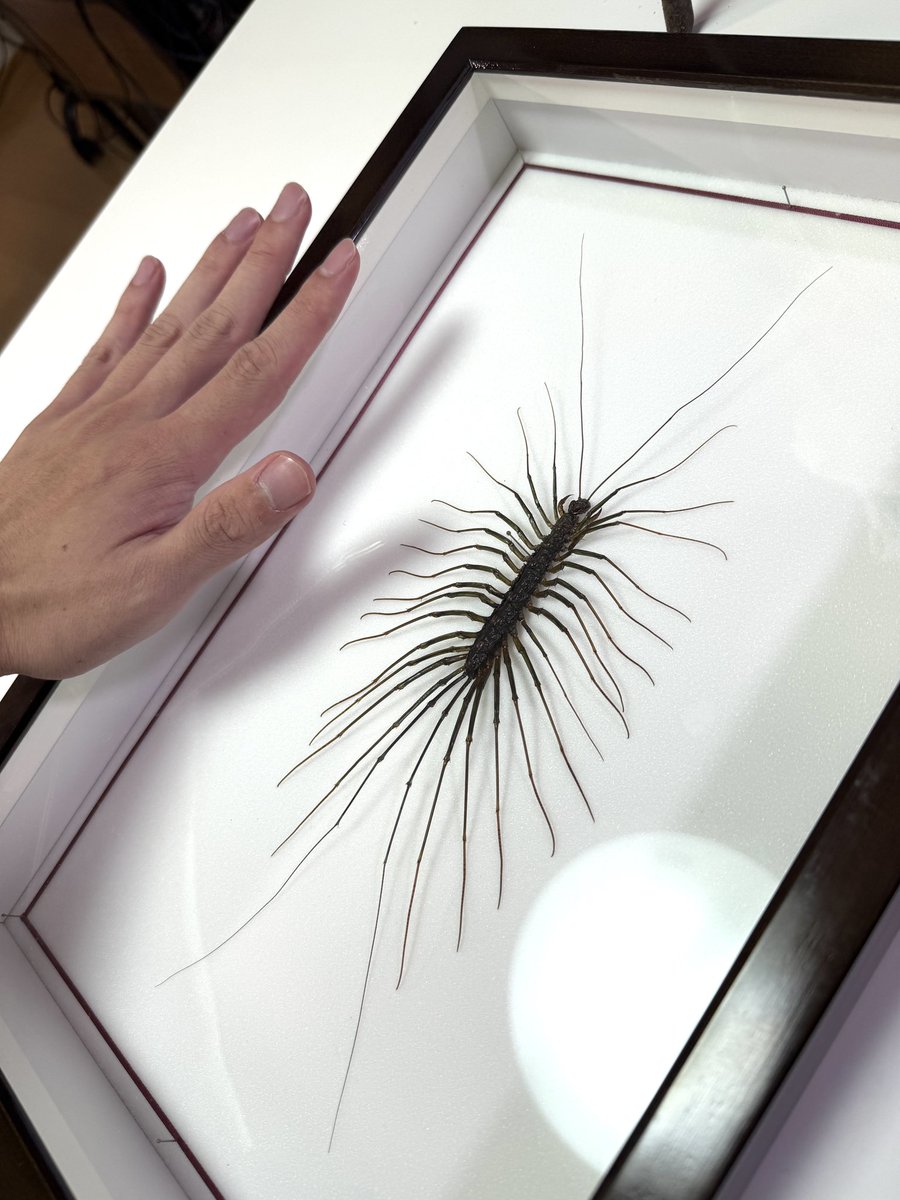 Hanatakient's tweet photo. このサイズが日本にいるなんてアツすぎ！！🔥
巨大オオゲジ標本、今週末のインセクタリアにて販売予定！ https://t.co/DDL4fvKpQX
