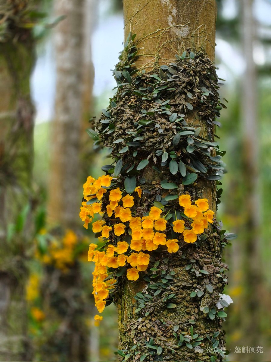 bobbieqq2's tweet photo. 小黄花石斛 ，兰科石斛属植物
拉丁学名 · Dendrobium jenkinsii Lindl.
小黄花石斛又叫小龟背石斛，因其开花时繁花锦簇，如金黄色的瀑布而得名。 https://t.co/JqstfMpunk