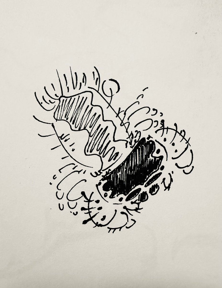 shloop 𓆤 tweet media
