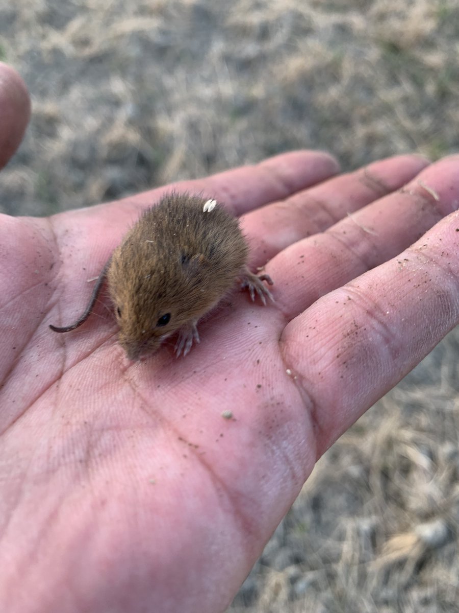 honaminone's tweet photo. うちの田んぼのアイドル。
カヤネズミを！見てください！

※機械に巻き込まれないよう避難させている途中です。
※野生動物を素手で触るのはよくないです。すいません。 https://t.co/26w2EI3oEl