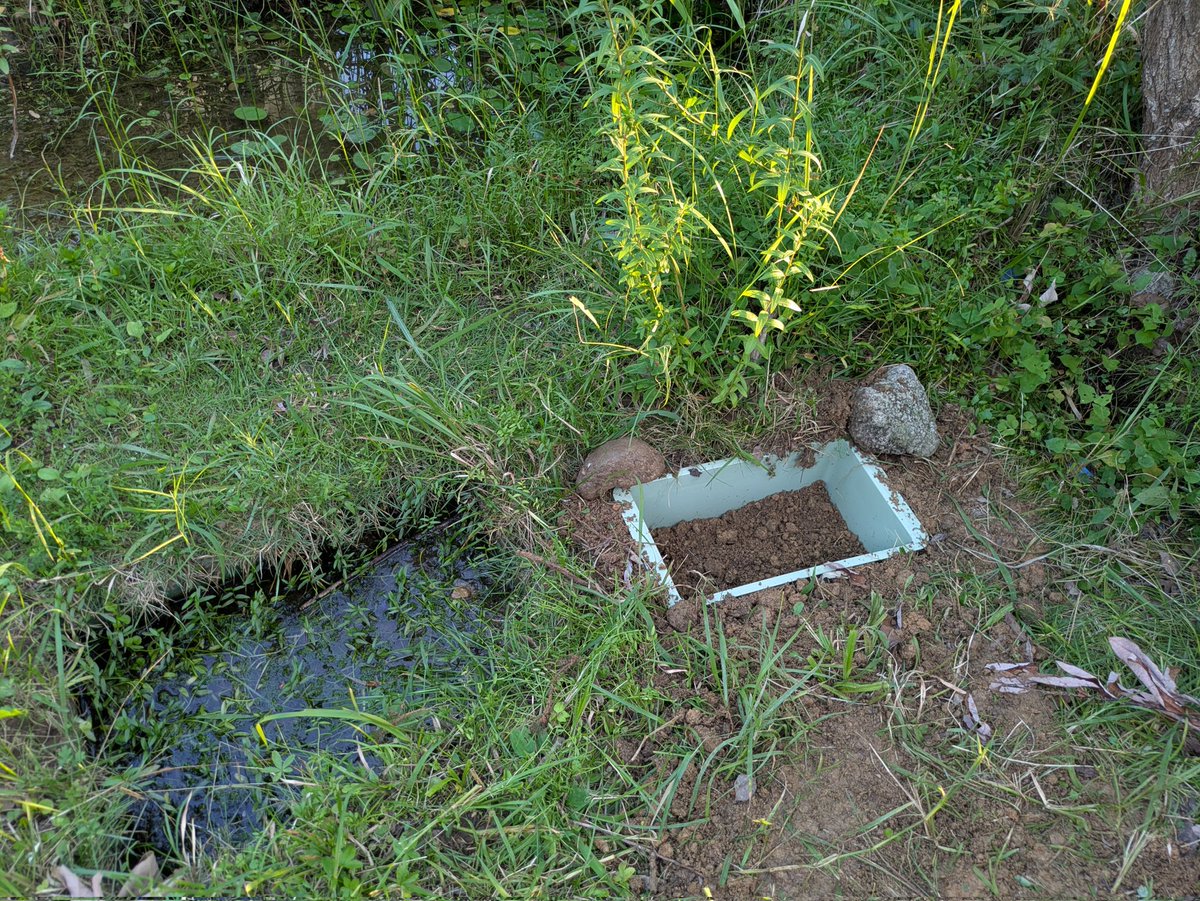 oikawamaru's tweet photo. 稲の苗をもらったので庭の湿地帯のほとりにミニコンテナ水田をつくりました。作業時間約三十分。
#湿地帯ビオトープ https://t.co/6JrTVRAhTL