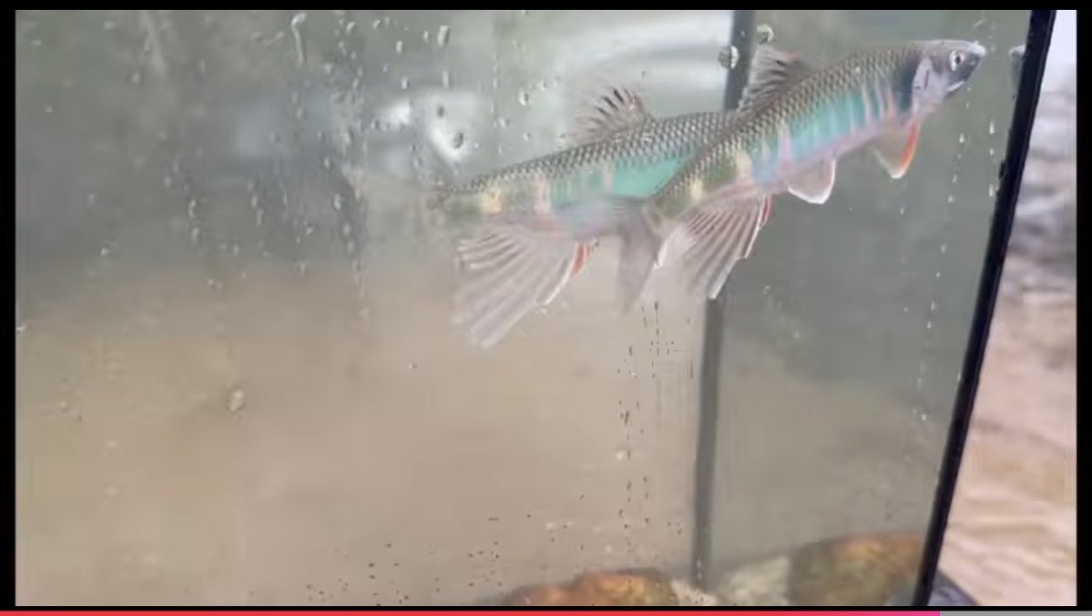 zlkaq8PRGpvgR8k's tweet photo. ＼＼動画を更新しました！✨📽️／／

小物釣り、タモ網、投網、再現水槽、今回は気付けばこんなにもやってました🐟

是非ご視聴宜しくお願い致します🤲🙇
よろしければグッドボタンとチャンネル登録もお願いします！
https://t.co/VkoNUgVZre https://t.co/mzXCc1qbYf