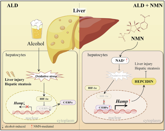 CommsBio's tweet photo. Hepatic Hamp restoration contributes to nicotinamide mononucleotide (NMN)-alleviated hepatic steatosis in chronic alcohol-fed mice: Communications Biology, Published online: 01 June 2026; doi:10.1038/s42003-026-10398-3Nicotinamide mononucleotide (NMN)… https://t.co/HHizDFBUhE https://t.co/jIs8TdFSTm