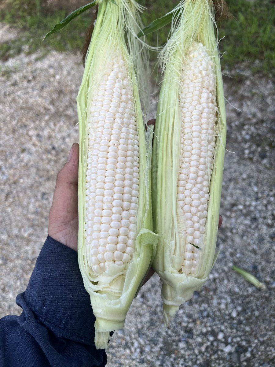 perrysakamoto's tweet photo. ホワイトコーン🌽少しずつ収穫していきます。アワノメイガが心配だったけどちゃんとできた https://t.co/o7KfRHXhD7
