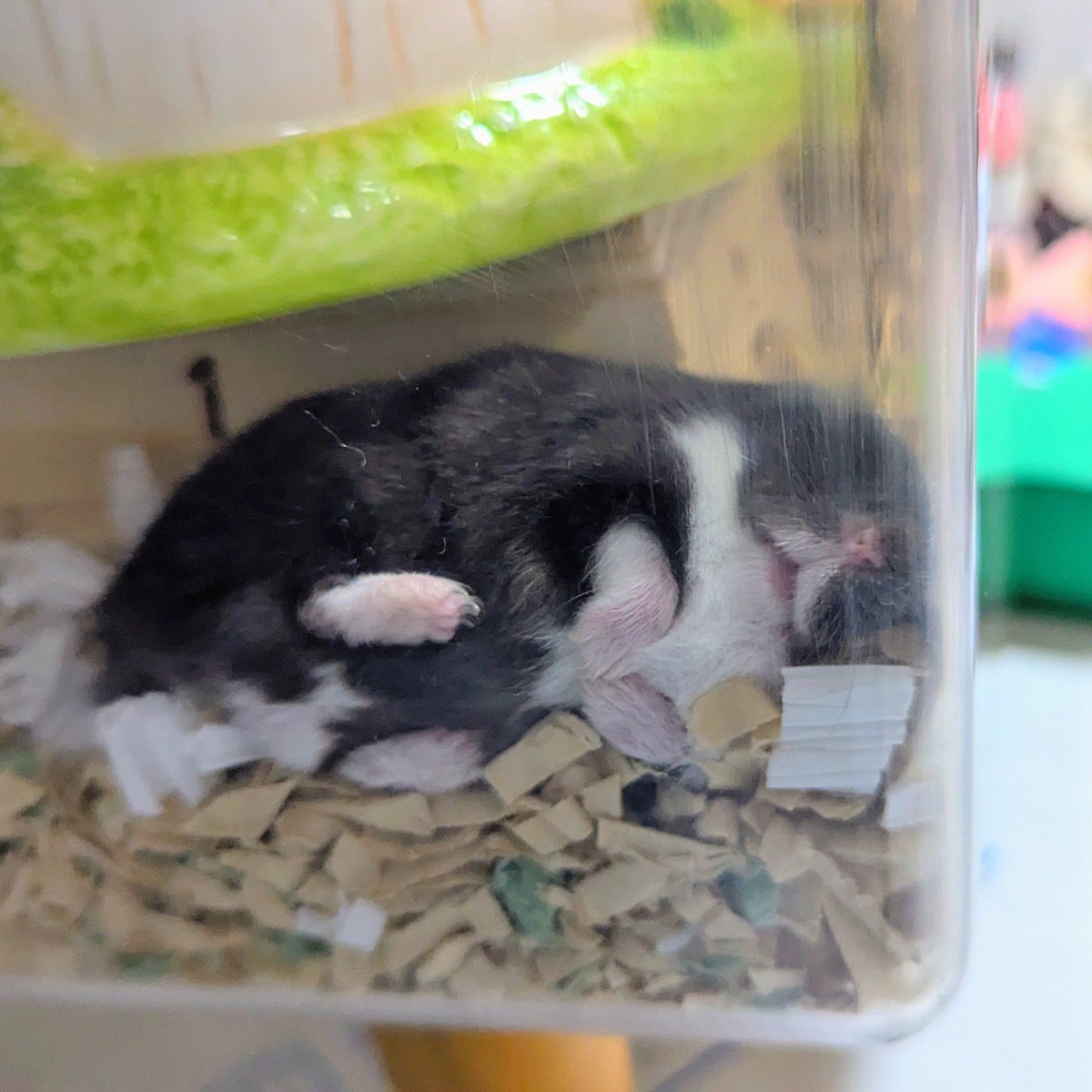 kochobi_86's tweet photo. 🐹💤 https://t.co/NCq6OVDEAR