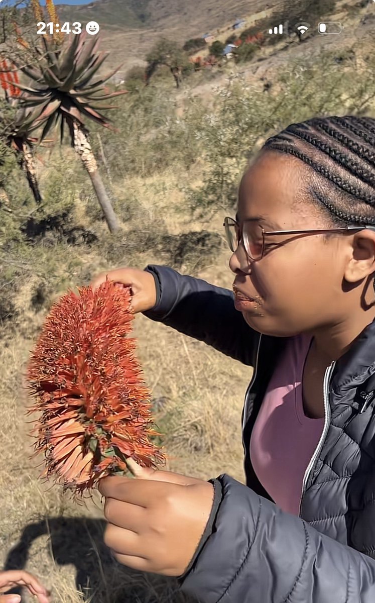 NotJustLerato's tweet photo. Do you guys know this fruit/tree?? How does it taste? What’s it called? Literally my first time seeing it.🤔 https://t.co/wQ3PS42APD