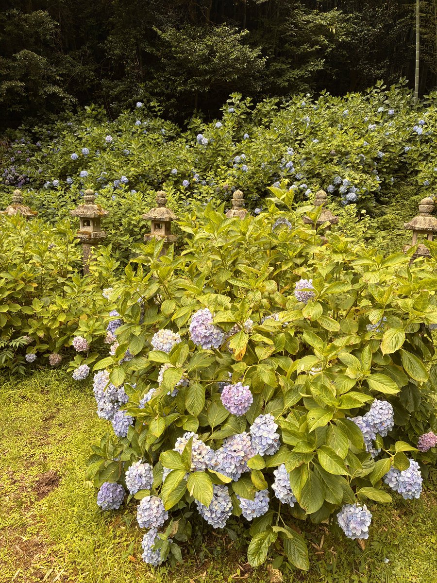 kochanchan1102's tweet photo. 「紫陽花を見に行く」という枠…ちょっと行くの遅かったなぁ、枯れ始めてた
そして…「なんかあったの！？」「人間らしいことやってんな」などのコメントありがとうございます
…自分が1番戸惑ってんだわ！笑 https://t.co/hB2u7Qvgm3