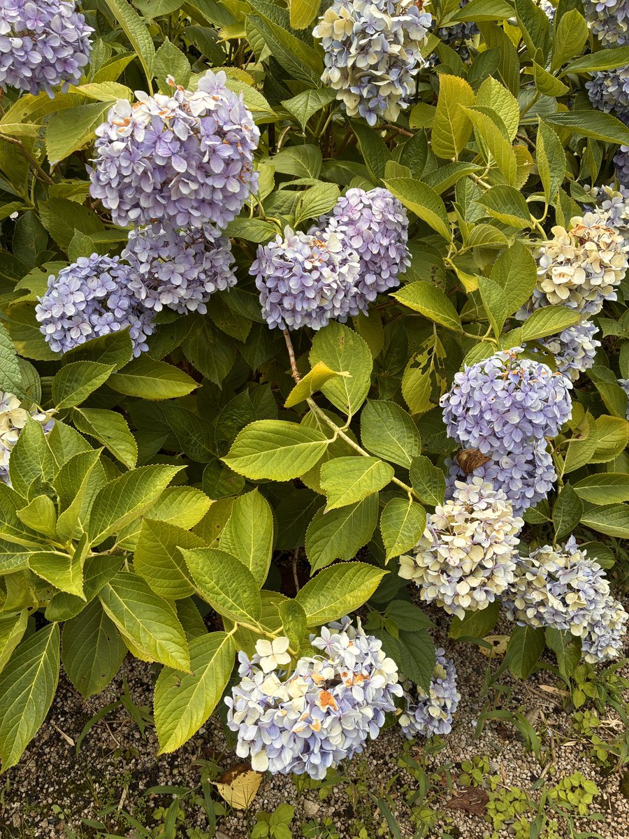 kochanchan1102's tweet photo. 「紫陽花を見に行く」という枠…ちょっと行くの遅かったなぁ、枯れ始めてた
そして…「なんかあったの！？」「人間らしいことやってんな」などのコメントありがとうございます
…自分が1番戸惑ってんだわ！笑 https://t.co/hB2u7Qvgm3