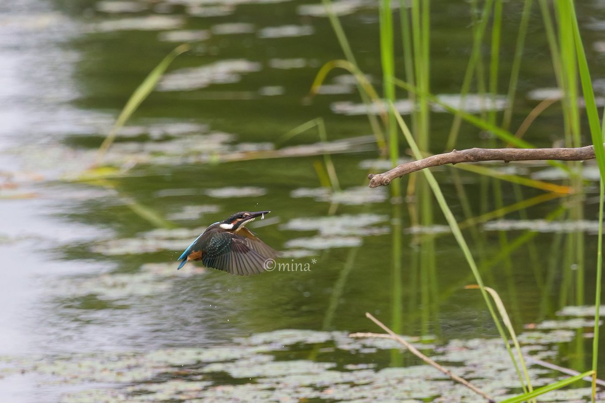 minaduki63's tweet photo. 巣立って間もないカワセミ幼鳥さん
お魚獲りの練習に励んでいました
#カワセミ　#カワセミ幼鳥 https://t.co/ZPcyivf4W7