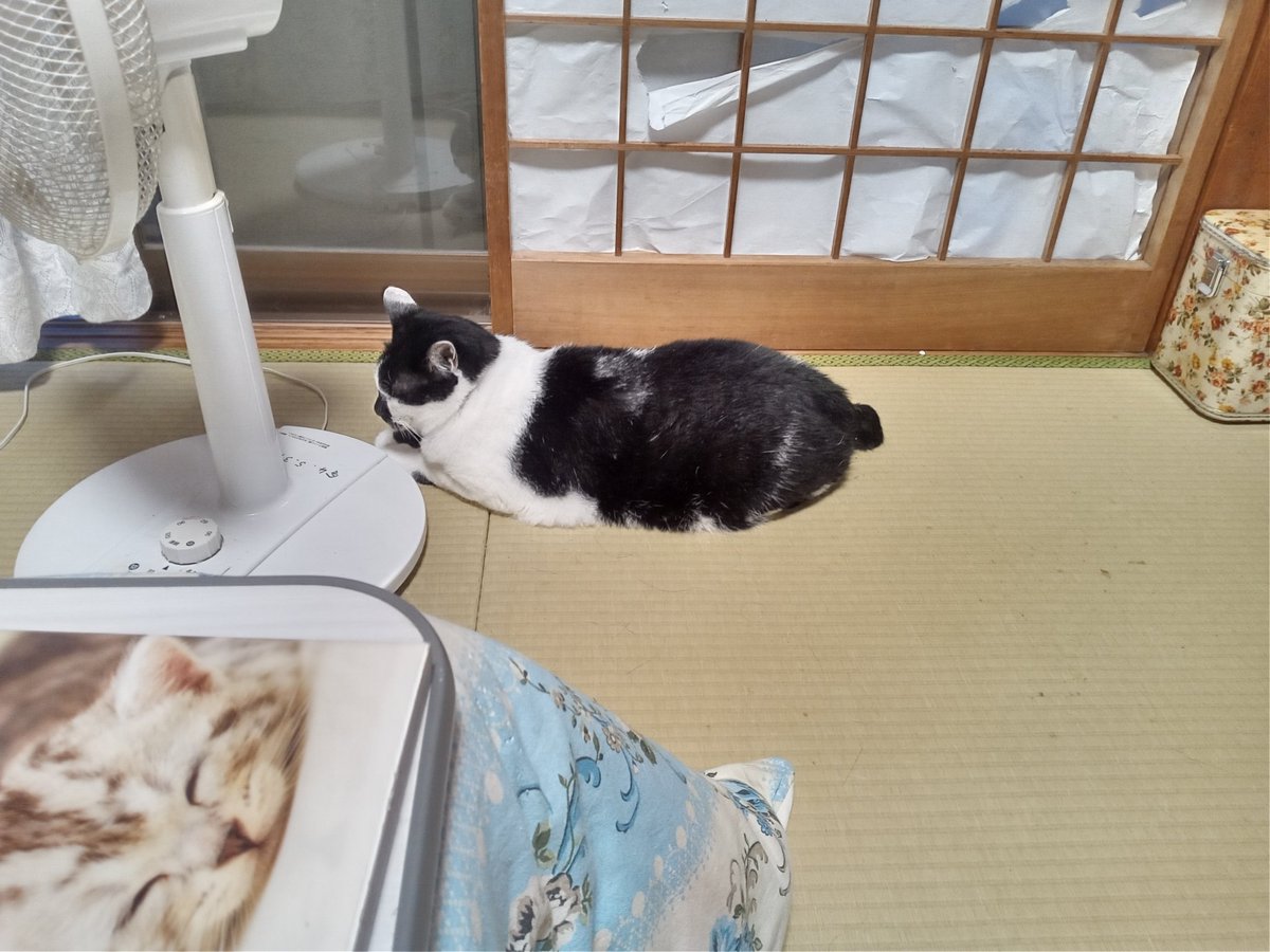 今日のネコ(=^・^=)