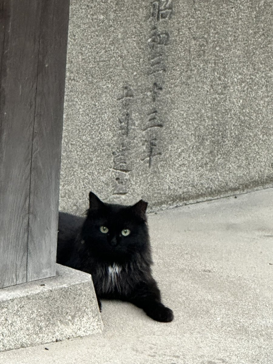 nico___0925's tweet photo. 目が合った🐈‍⬛ https://t.co/ovhJxAF1nH