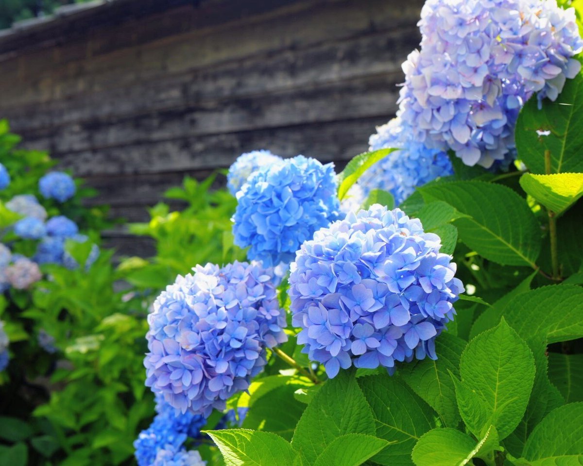 stcousair's tweet photo. 【サンクゼールの丘だより】
薔薇色だった風景が
紫陽花色に変わりました。
その透明感、その丸みに癒されます。
 
#紫陽花 #あじさい #梅雨の晴れ間 https://t.co/QES07I07P7