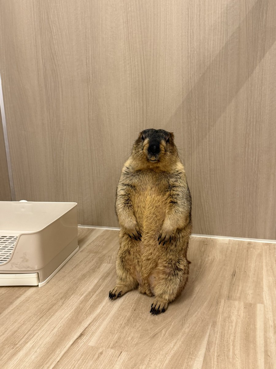 dr_marmot_'s tweet photo. なんかめっちゃ見てくるマーモット https://t.co/CRWnQivae8