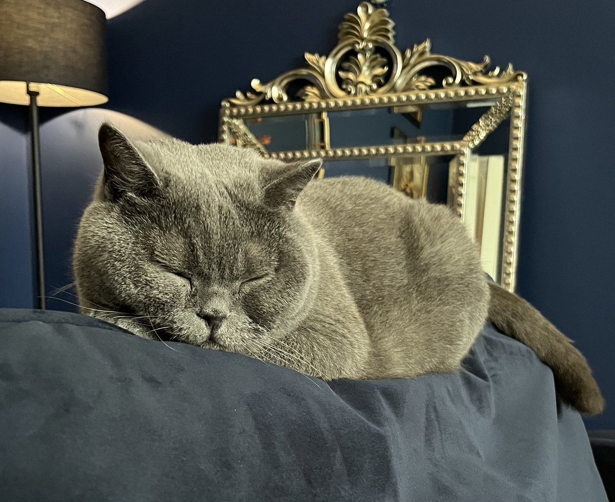 LucaBritishBlue's tweet photo. Dreaming of a whole roast chicken all for myself 🐾 

#Xcats #CatsonX https://t.co/C1HxrG1KOx