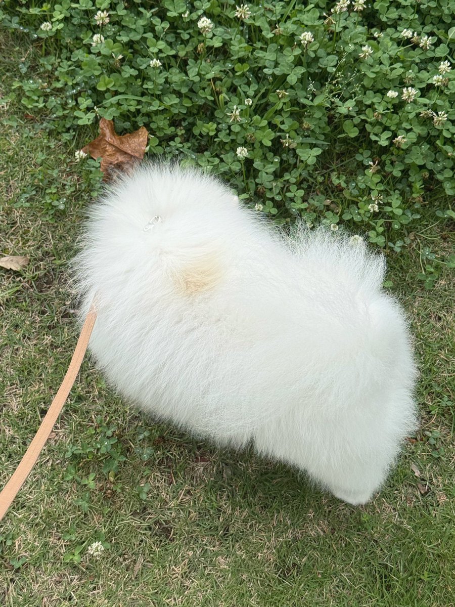 __npan's tweet photo. シロツメクサのヨウセイーヌ🌿 https://t.co/YQ4NZG0NXH