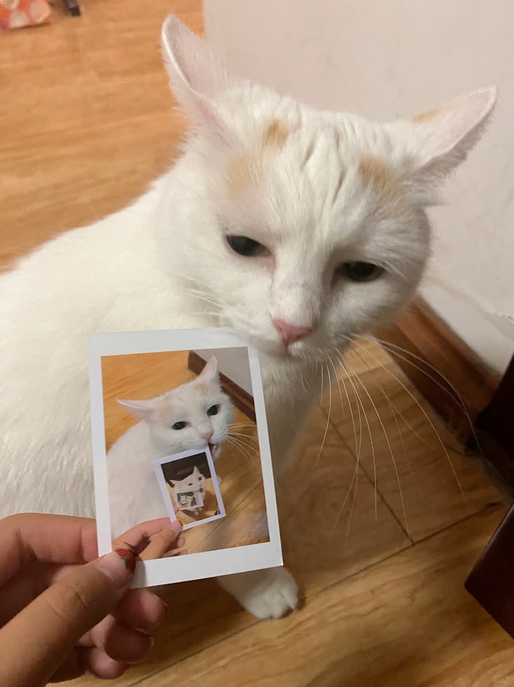 nocontextscats's tweet photo. https://t.co/6frTKDR42G