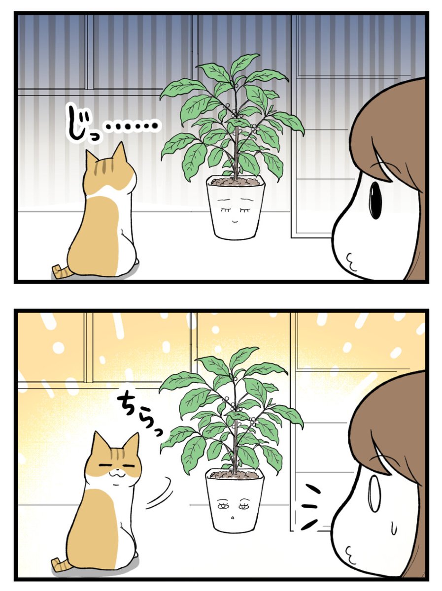grape_comics's tweet photo. 植木鉢をじっと見つめる猫、次の瞬間…。（1/2） https://t.co/i3AuUxdhl0