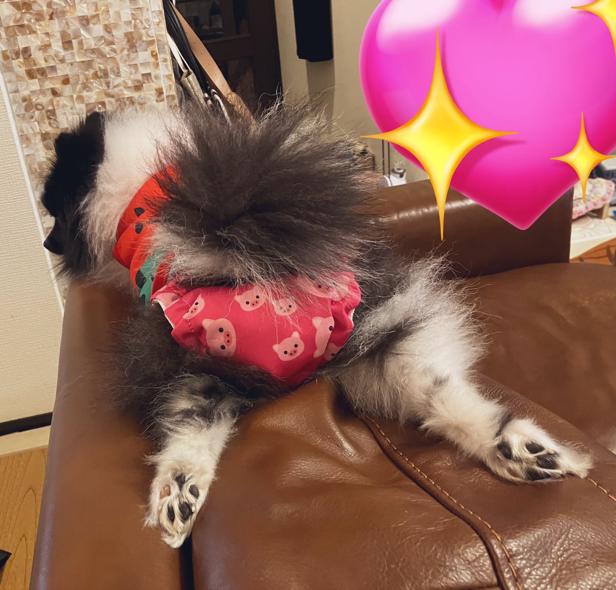 2rabbit3pompom's tweet photo. いっぱい歩いて疲れたよ〜って https://t.co/xNo3UjGgmg