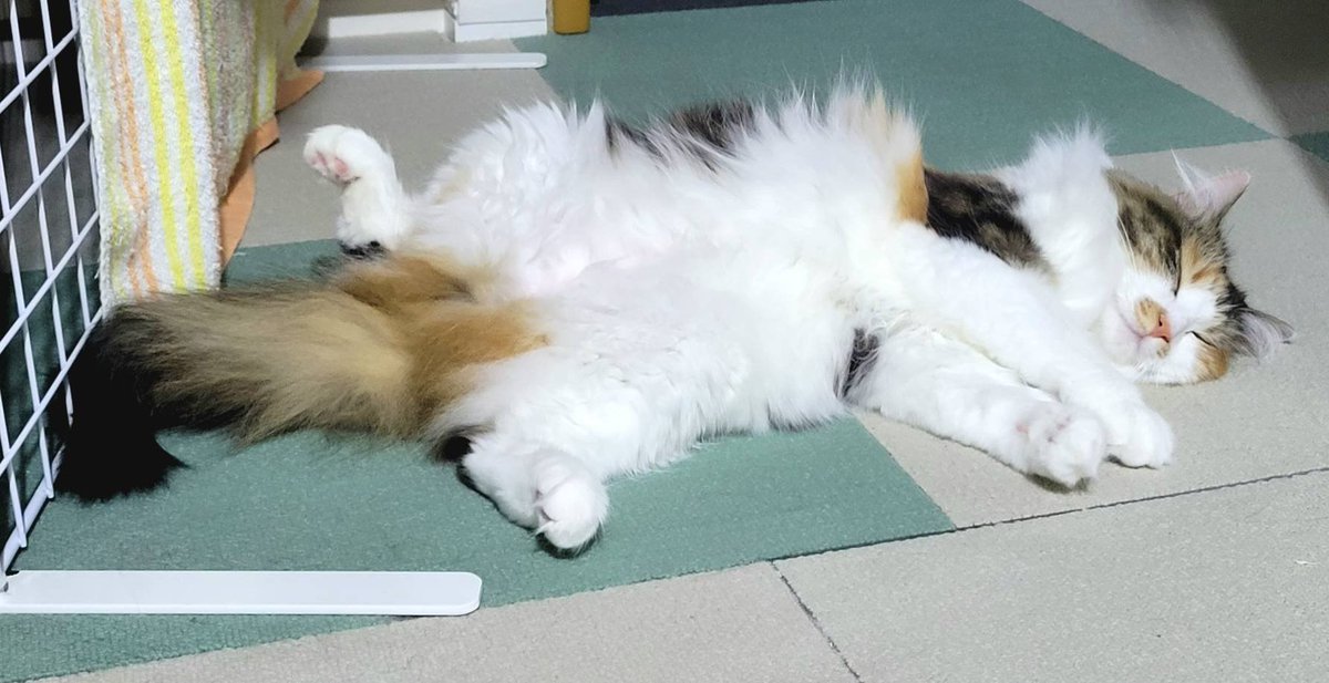 Atra10454269's tweet photo. 今日はここまでです
#猫のいる暮らし #メインクーン https://t.co/SwkYHx6d8J