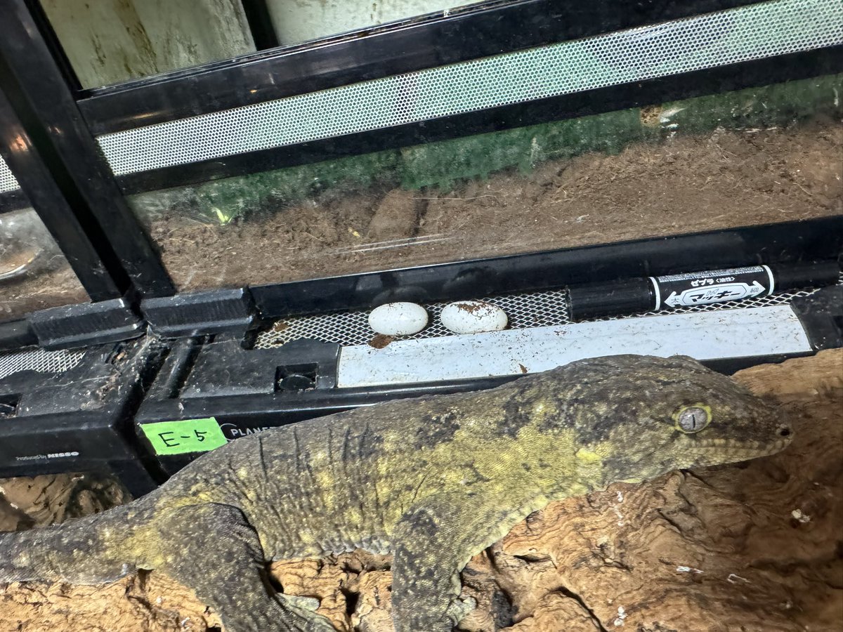 Reptile shop Listy Lizards List(ジャイゲコ部) tweet media