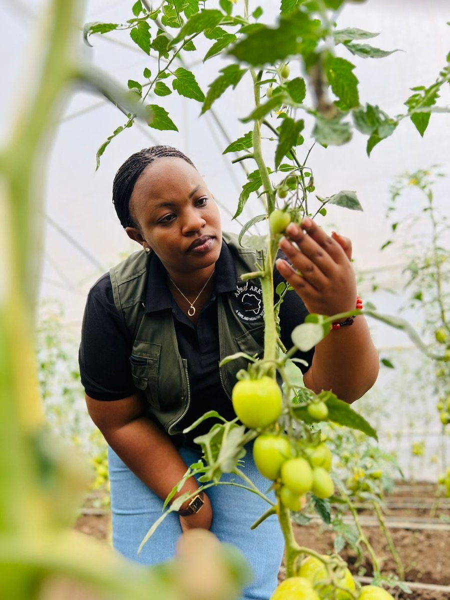 afroark's tweet photo. A field visit under the #YEA-R Project highlighted the journey of youth managing a greenhouse initiative, sharing how the project has strengthened their confidence, livelihoods, and collective action.

Investing in youth means investing sustainable futures.

#YouthEmpowerment #SustainableDevelopment