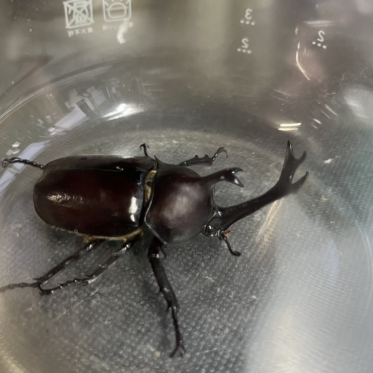 arbkchbt's tweet photo. 郵便局の前でこの子を拾いました。
もともと北海道には、カブトムシは生息していなかったはず。国内外来種ですよね。
さて、どうしたものか🤔 https://t.co/75UOZZhZo4