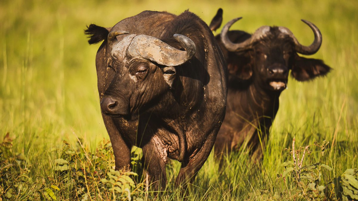 okapivoyages's tweet photo. Uganda ≠ just gorillas.

Lions. Leopards. Elephants. Rhinos. Buffalo.

All here. All wild. All yours.

Trust Okapi Voyage.

📞 +256 754365525
📧 inquiry@okapivoyage.com
🌐 https://t.co/jezzBXYsnc

#ugandasafari #bigfive #okapivoyage #rawafrica #visituganda #africansafari https://t.co/YDPwSEmjwy