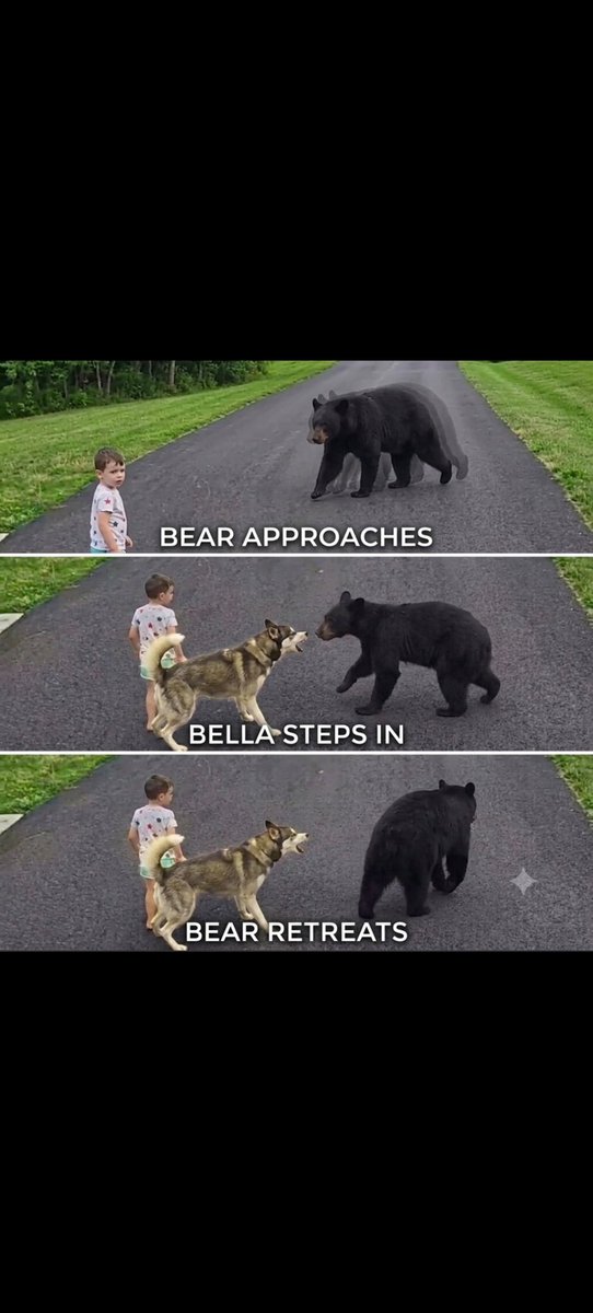 Now THAT'S a damn good dog Man's best friend That black bear wants