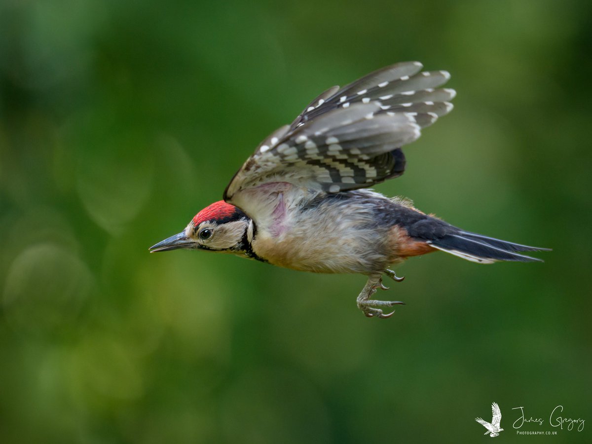 jamesgregoryph's tweet photo. Juvenile Great Spotted Woodpecker
📍Leeds Wildlife Photography Hides
📷 Shot on Sony A1ii - 400mm
#birdsseenin2026 #wildlifephotography #thebritishwildlife #sonyalpha #birdsofinstagram https://t.co/7p9JF4lh1o