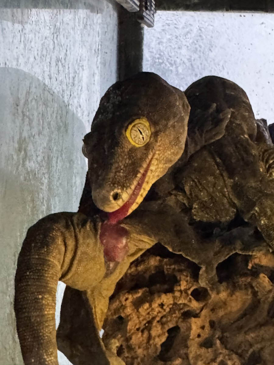 Reptile shop Listy Lizards List(ジャイゲコ部) tweet media
