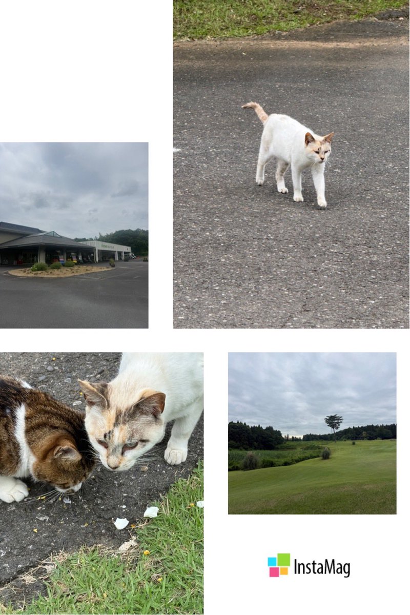 lfvn521's tweet photo. 仲間とのゴルフ
今日は茨城県「ワンウェイゴルフクラブ」
雰囲気が海外のゴルフ場みたいで個人的には評価高いな〜
フェアウェイでも複雑な起伏があって戦略的で面白かった。 https://t.co/P0DWka4LFj