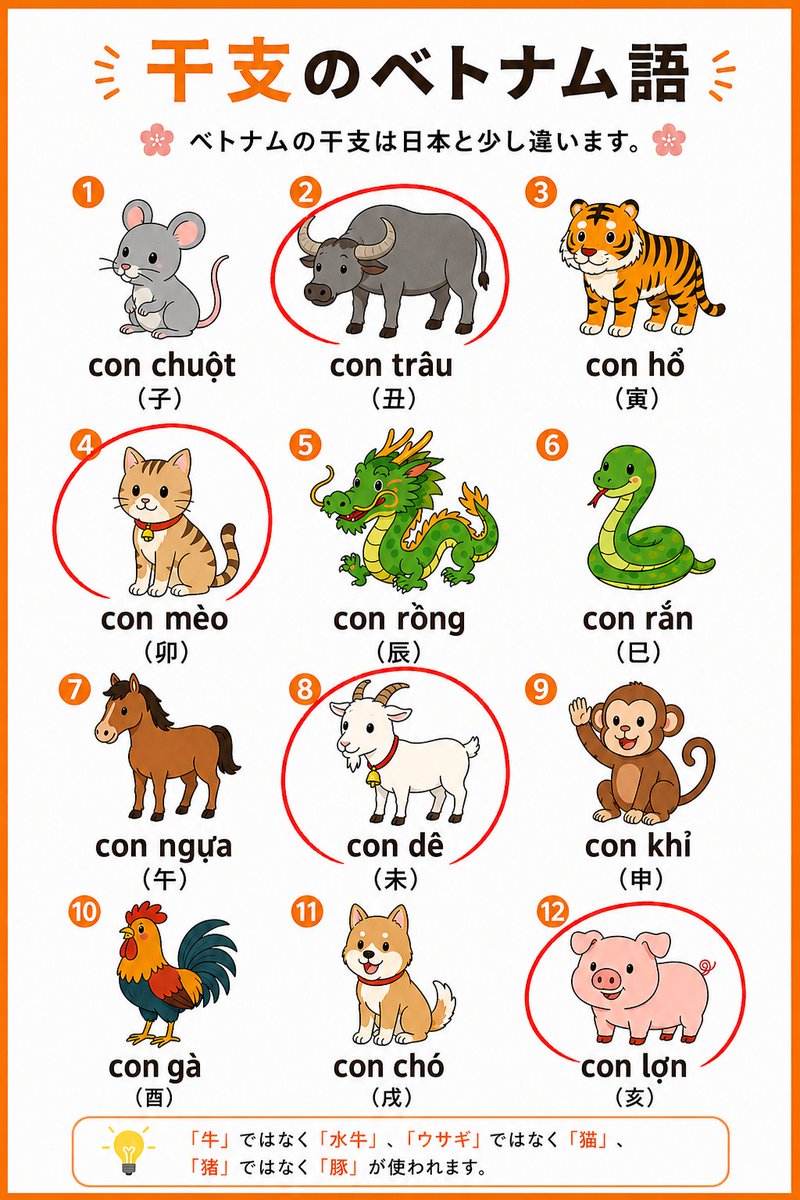 Viet_Learn_Info's tweet photo. 👀ベトナムの干支は日本とちょっと違います⁉️

🐭ネズミ → con chuột
🐃水牛 → con trâu⚠️
🐯トラ → con hổ

🐱猫 → con mèo⚠️
🐉龍 → con r���ng
🐍ヘビ → con rắn

🐴馬 → con ngựa
🐐ヤギ → con dê⚠️
🐵サル → con khỉ

🐓ニワトリ → con gà
🐶犬 → con chó
🐷豚 → con lợn⚠️ https://t.co/Izo7z71II8