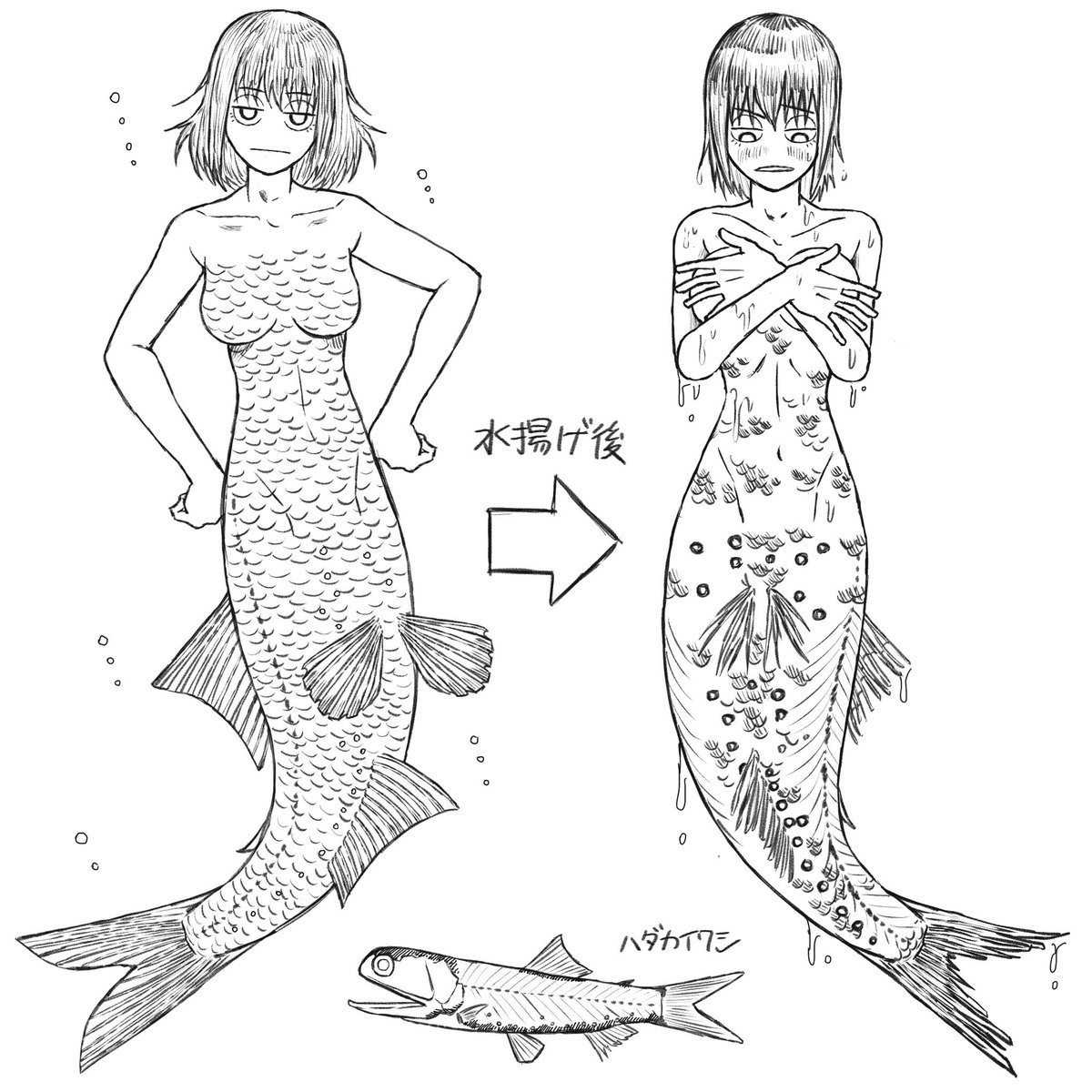 numabenamazu's tweet photo. ハダカイワシの人魚の落書きです
ハダカイワシの名前の由来は水揚げした時に鱗が剥がれやすいからだそうですね〜 https://t.co/TIPMaI2het