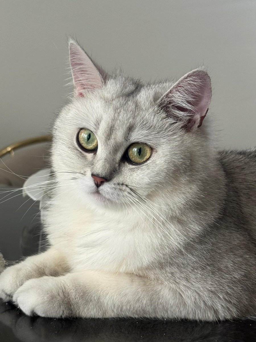 nalan_trp's tweet photo. Kavuşmaya az kaldı kuzum. 
Seni bana bağışlayana bin şükür 🩶
#cats #CatsAreFamily https://t.co/h1BfHyVvC6