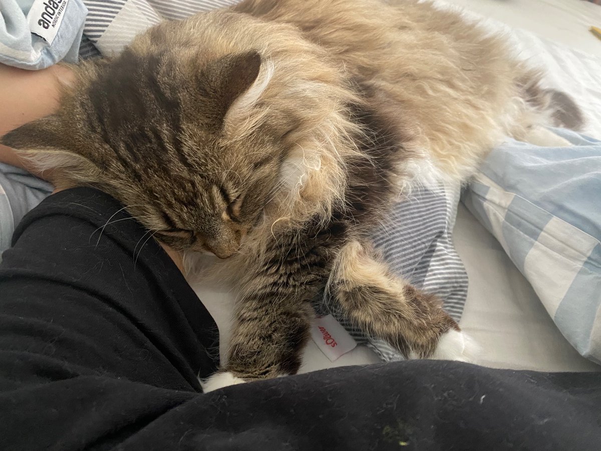 Mari19w's tweet photo. 娘の昼寝中に私の腕にのってきてゴロゴロ寝始める可愛いやつ🐈娘が生まれてからは一緒に寝れてなかったもんね🥺 https://t.co/6KPJKAgt8R