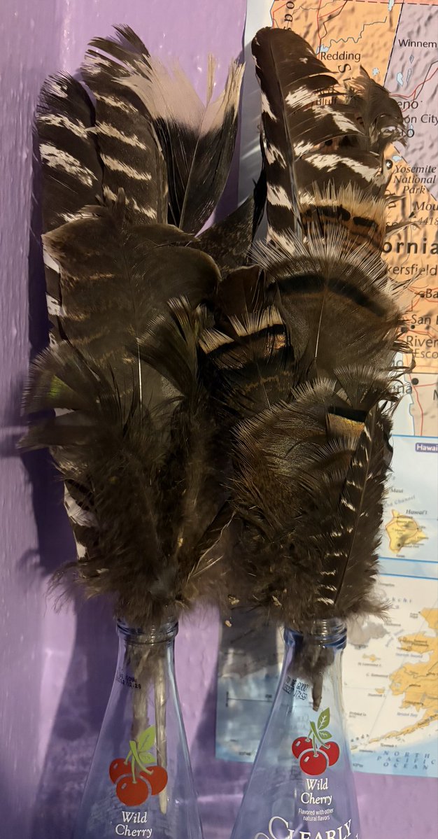 LoonParfait's tweet photo. ✴︎・─ Here are my turkey feathers!! :D
✴︎・─ I keep them in Clearly Canadian bottles, specifically only wild cherry ones. 😁
✴︎・─ Also a very low quality turkey video.. in my defense I took it while on the other side of the park. https://t.co/RENOpJGojH