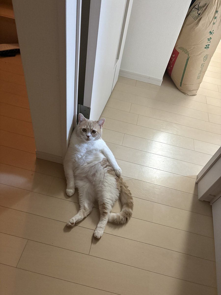 NTFnatuki's tweet photo. 熱さでだらけてんな。 https://t.co/EQn8HTWzi8